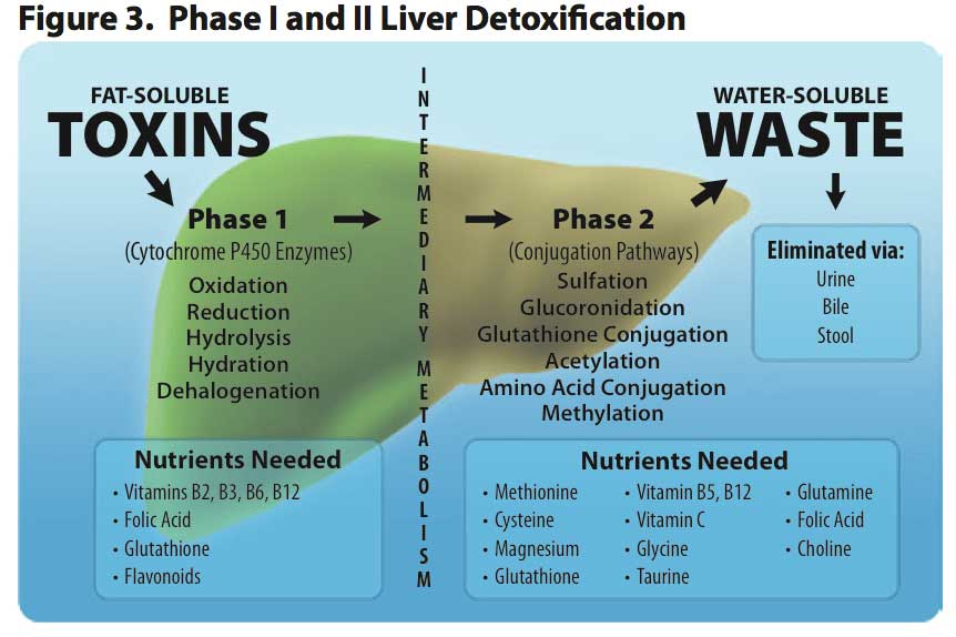 Phase I and II Liver Detoxification