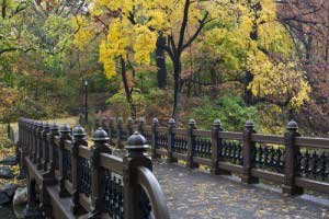 Nice bridge surrounded by green trees