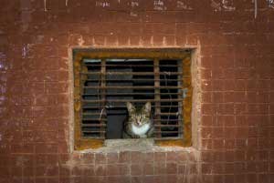 Cat peeping from cage