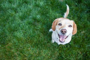 dog standing on a green grass