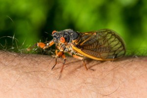 Insect sitting on hand