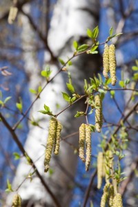 Pollen