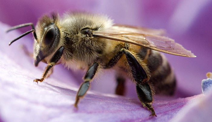 Close view of wasp