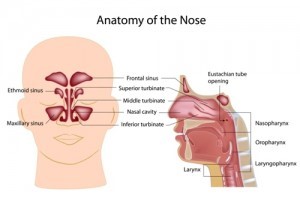 Anatomy of the nose