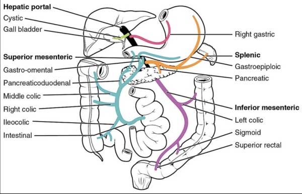 Gastrointestinal System