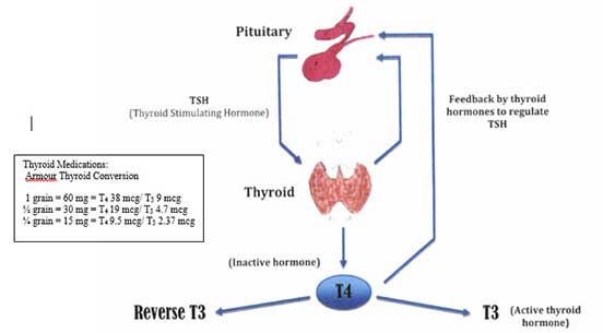 Thyroid Diagram Thyroid diagram