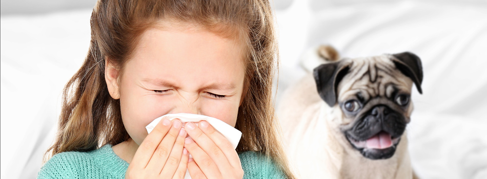 sublingual immunotherapy for dog allergies