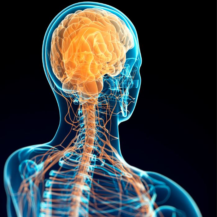 vagus nerve stimulator