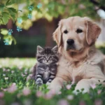 dog and cat allergy treatment